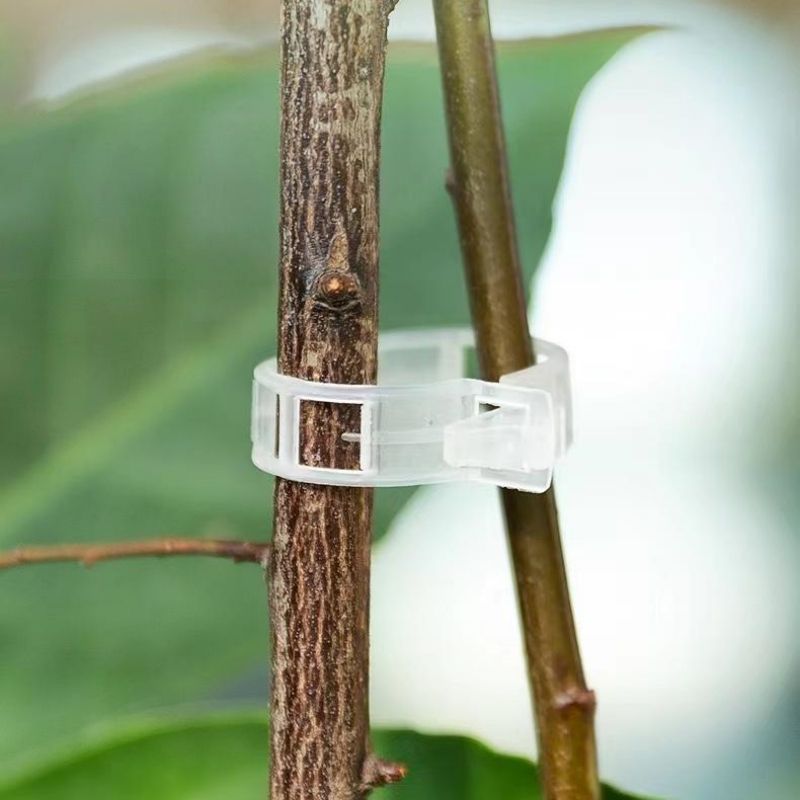 مشابك دعم النباتات البلاستيكية - مراجعة Vine Climbing Plastic وسعره